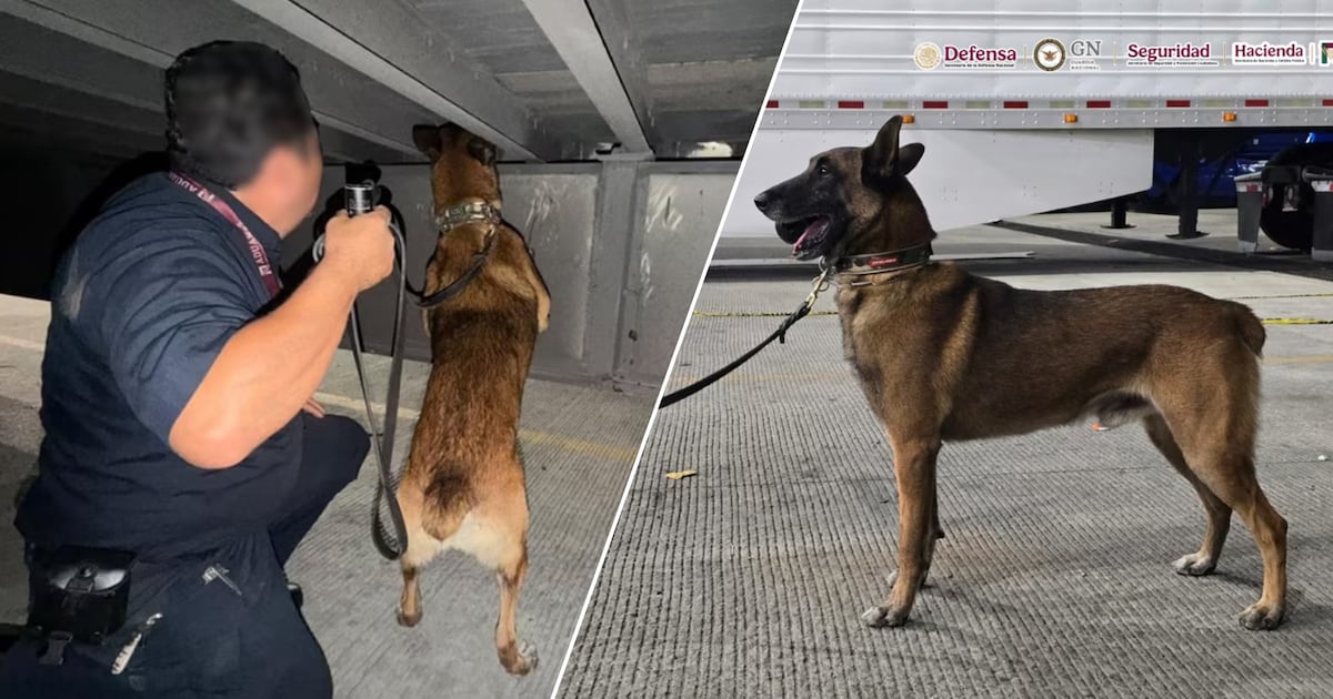 ‘Chocolate’, el perrito policía con ‘olfato de oro’ que descubrió 249 kilos de droga en Tijuana
