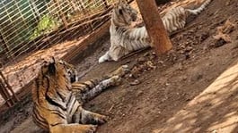 CJNG Reportedly Controls Tigers and Jaguars in Jalisco Municipality