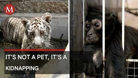 The Grim Reality of Exotic Animals on the Streets of Guadalajara