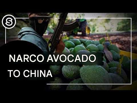 Narco-Avocado: “El Chango” and “La Puerca” export “Green Gold” to China from Michoacán